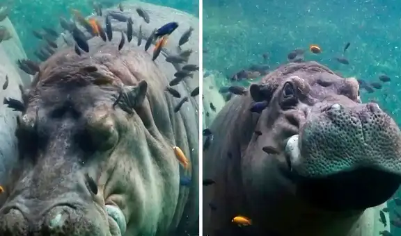 Hipopótamo se sumerge en agua y decenas de peces lo rodean para retirarle la piel muerta 