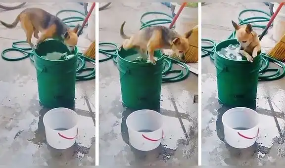 Curioso perrito desea refrescarse y él mismo se sumerge dentro de un balde con agua