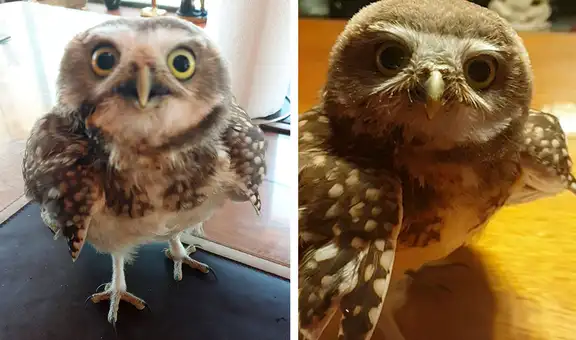 Ayuda a una lechuza para que vuelva a su hábitat, pero esta no quiere separarse de su lado