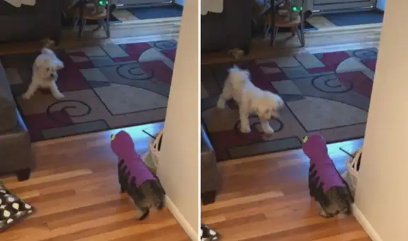 Gatito con disfraz de araña espanta a su ‘amigo’ canino y escena hace reír a usuarios