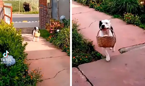 Perro ayuda a sus dueños a cargar las bolsas de compras y llevarlas a casa