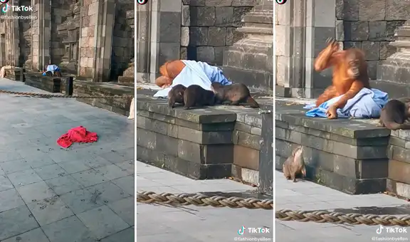 Orangután protagoniza divertida pelea con nutrias para que no le ‘roben’ su manta