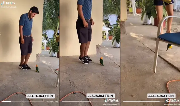 Ocurrente lorito imita los pasos de su dueño y ambos bailan al ritmo de “Eso Tilín” 