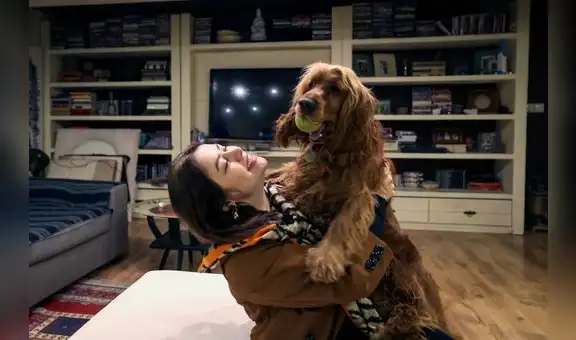 Mascotas: Una ley para cuidar de ellas