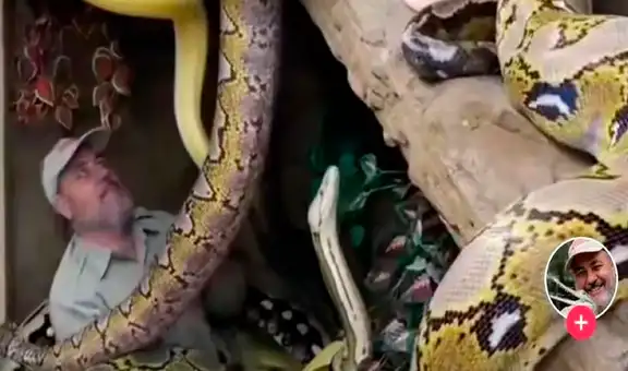 Serpientes caen encima de hombre mientras grababa dentro de un aparador lleno de reptiles