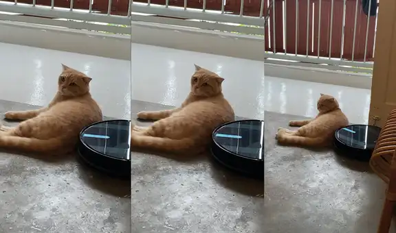 Joven quiere limpiar su casa, pero gatito con flojera no quiere moverse y sigue descansando