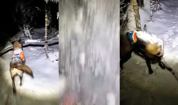 Perrita camina alegre con un palo, pero queda cubierta de nieve al chocar contra un árbol