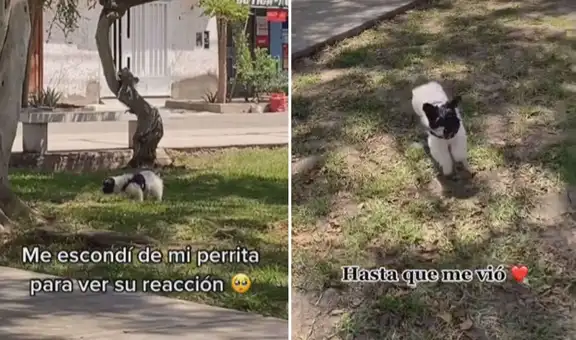 Finge abandonar a su perrita en el parque y canina corre en busca de ella hasta encontrarla