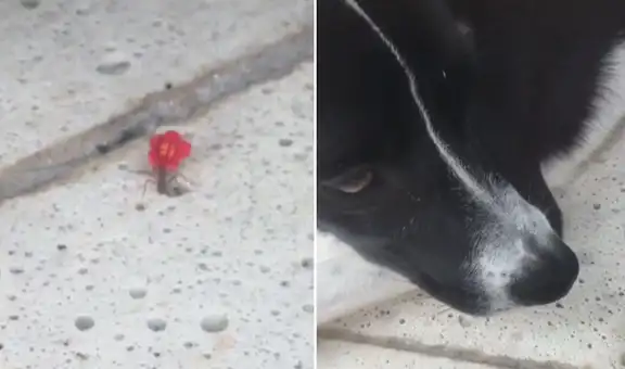 Capta a una hormiga llevando una flor, pero su perro coloca su pata encima y ocurre lo inesperado