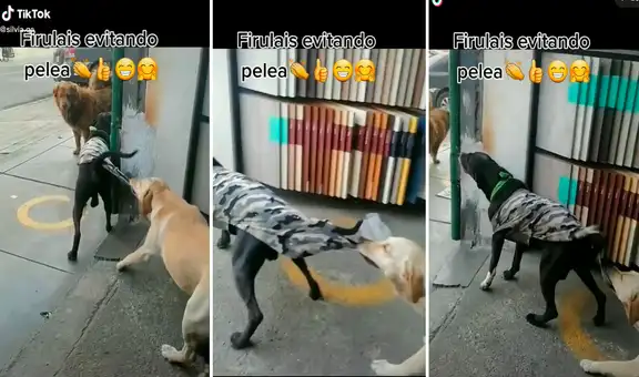 Perrito coge del chaleco a su ‘amigo’ para prevenir una pelea con otro can de la calle