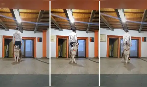 Perro sorprende con increíble coreografía al bailar famosa canción con su dueña