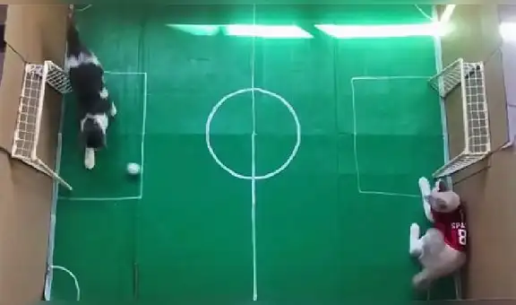 Gatitos ‘futboleros’ juegan con la pelota y uno de ellos sorprende con espectacular atajada
