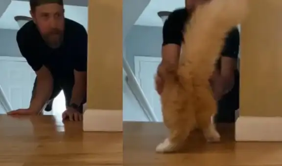Travieso gatito se divierte jugando a las escondidas con su dueño