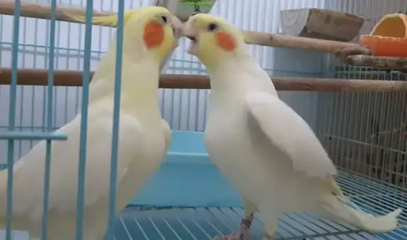 Pájaros protagonizan una pelea después de que uno de ellos intentó picotear al otro