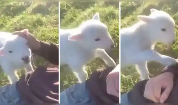 Adorable cordero ‘pide’ con insistencia que no lo deje de acariciar su cuidador