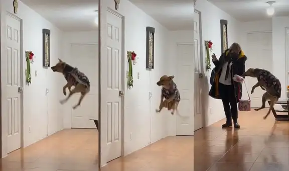 Perrito salta de la emoción al ver que su dueña regresa a casa