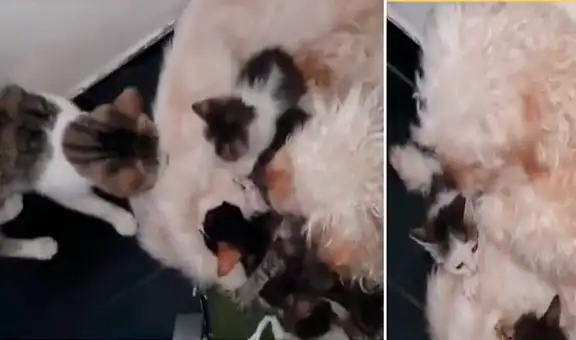 Perrita se ‘apropia’ de unos gatitos y no permite que su verdadera mamá se les acerque
