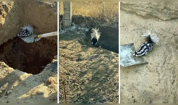 Hombres ayudan a zorrillo bebé a salir de un hoyo de tierra, pero se escapa y vuelve a caer