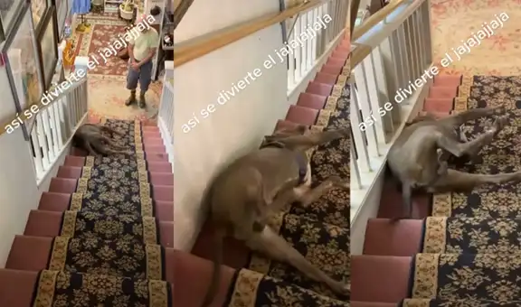 Perrito sorprende a sus dueños al usar la escalera de su casa como una resbaladilla