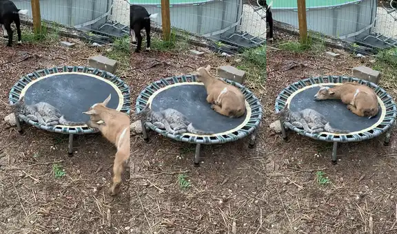 Cabra se queda dormida junto a un gatito que se encontraba en un trampolín