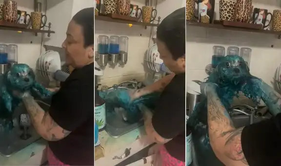 Travieso perrito ensucia su pelaje con el tinte para cabello de su dueña