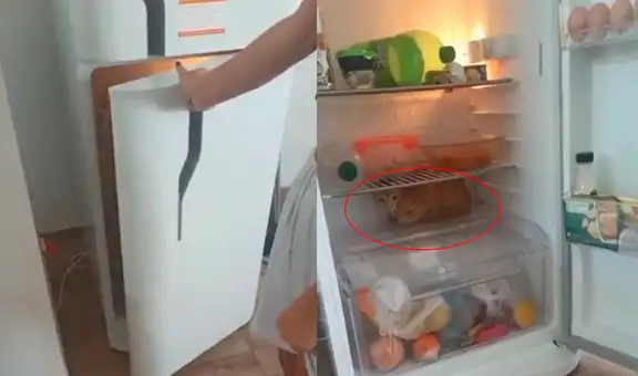 Mujer encuentra a su gato descansando dentro de un refrigerador ante el intenso calor