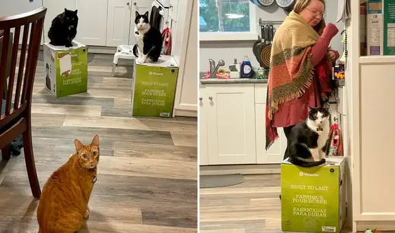 Mujer compra una licuadora, pero no puede usarla porque sus tres gatos resguardan la caja