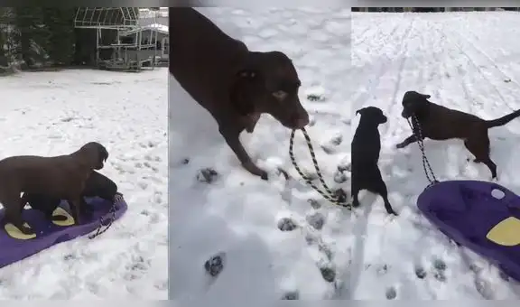 Encantadores perritos pasean por la nieve en un trineo hecho por su cuidadora