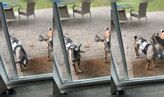 Cabra usa sus cuernos para golpear la puerta de cristal de su casa y así llamar a su dueño