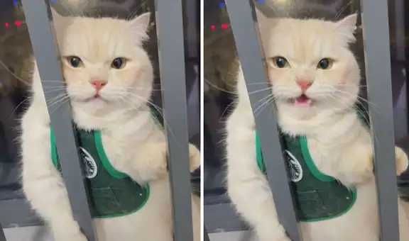 Joven imita los maullidos de su gato, pero este le enseña cómo ‘hacerlo con estilo’