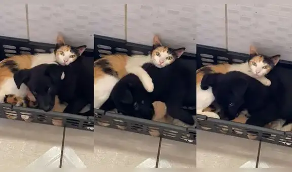 Tierno cachorro se hace espacio en el cesto de dormir de unos gatitos