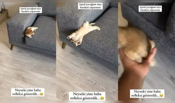 Gatito se recuesta en el sofá y luego se deja caer para ‘probar’ los reflejos de su dueño