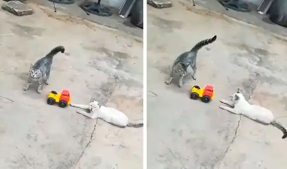 Gatos se divierten en el patio de su casa con carrito de juguete que su cuidador les regaló