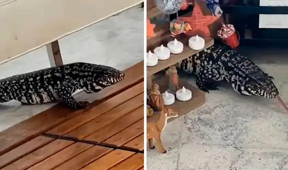 Escuchan fuertes ruidos, salen averiguar y descubren un lagarto en el interior de su casa 