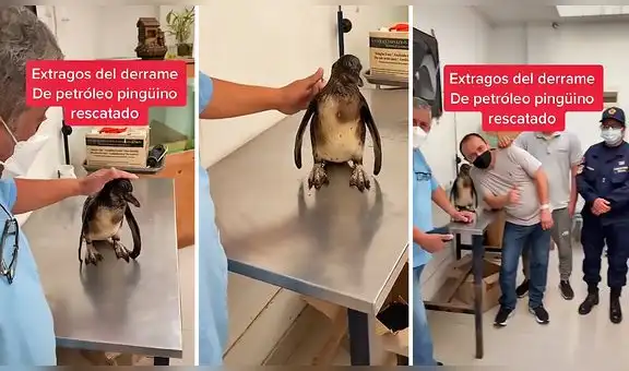 Rescatan a pingüino de Humboldt a causa de los derrames de petróleo y caso se vuelve viral