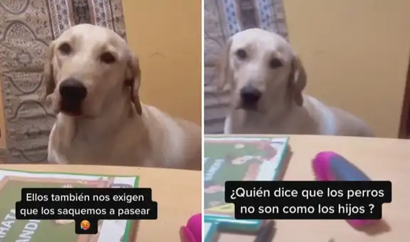 Perrita espera que su dueña termine de trabajar para que vayan juntas al parque