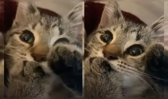 Joven descubre que su tierno gatito ‘chupa’ su pata como si fuera un bebé