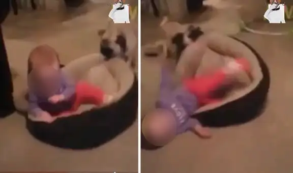 Perrito no permite que un bebé ocupe su cama y hace lo posible por sacarlo