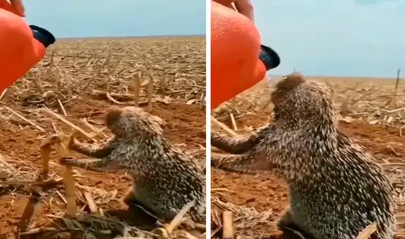 Bombero da agua a un pequeño puercoespín que estaba afectado por un incendio forestal