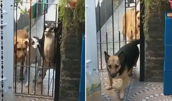 Perros logran abrir la reja de su casa y se escapan a jugar a la calle