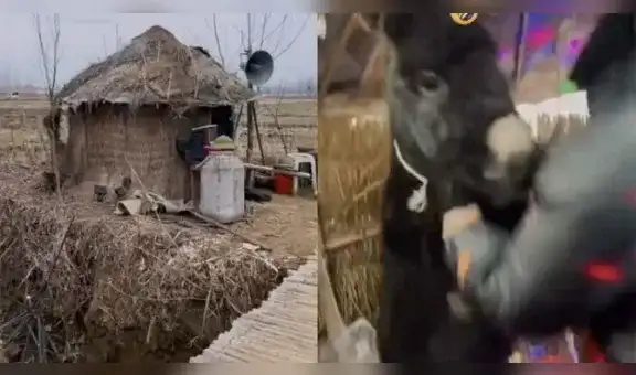 Graban a hombre bailando con un burro dentro de una casa y escena sorprende a miles