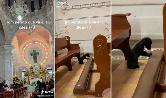 Tierno perrito conmueve las redes al ‘ingresar a orar a una iglesia’