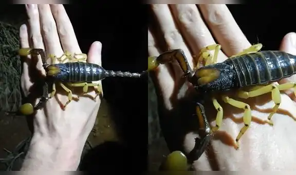 Joven deja que un escorpión excavador gigante dé un paseo en la palma de su mano