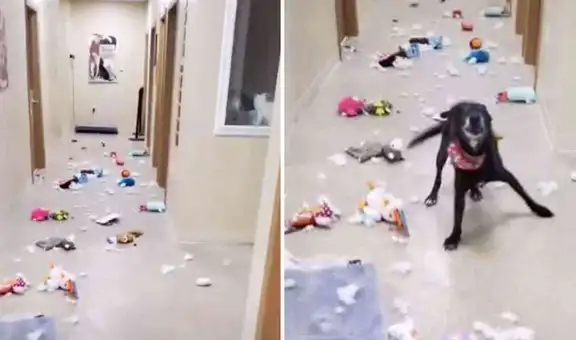 Perrito de refugio escapa de su cama y ocasiona un desastre en el establecimiento