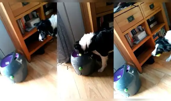 Perrito descubre una máquina lanzadora de pelotas de tenis y juega con ella