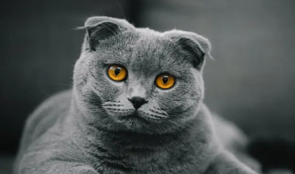 Estudio afirma que los cerebros de los gatos domésticos se han encogido