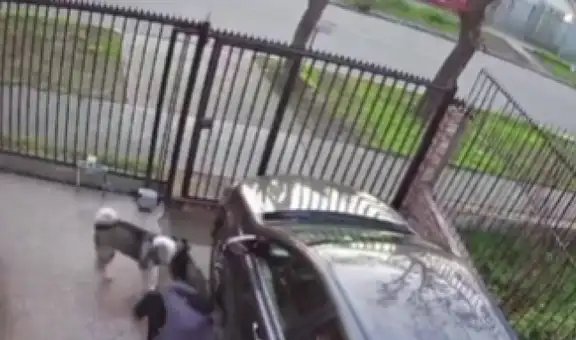 Hombre trata de ayudar a su perrito, pero su otra mascota lo embiste y se cae al piso
