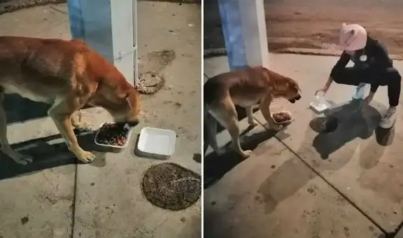 Niña de 10 años recolecta agua y comida para repartirla a perritos callejeros