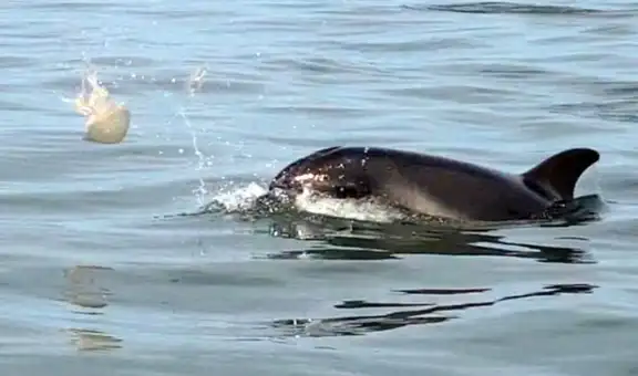 Delfines nariz de botella son captados usando medusas como pelota de fútbol
