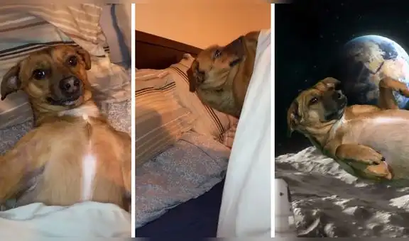 Graba a su perrito ‘volando’ hacia el espacio con ayuda de efectos especiales y es viral